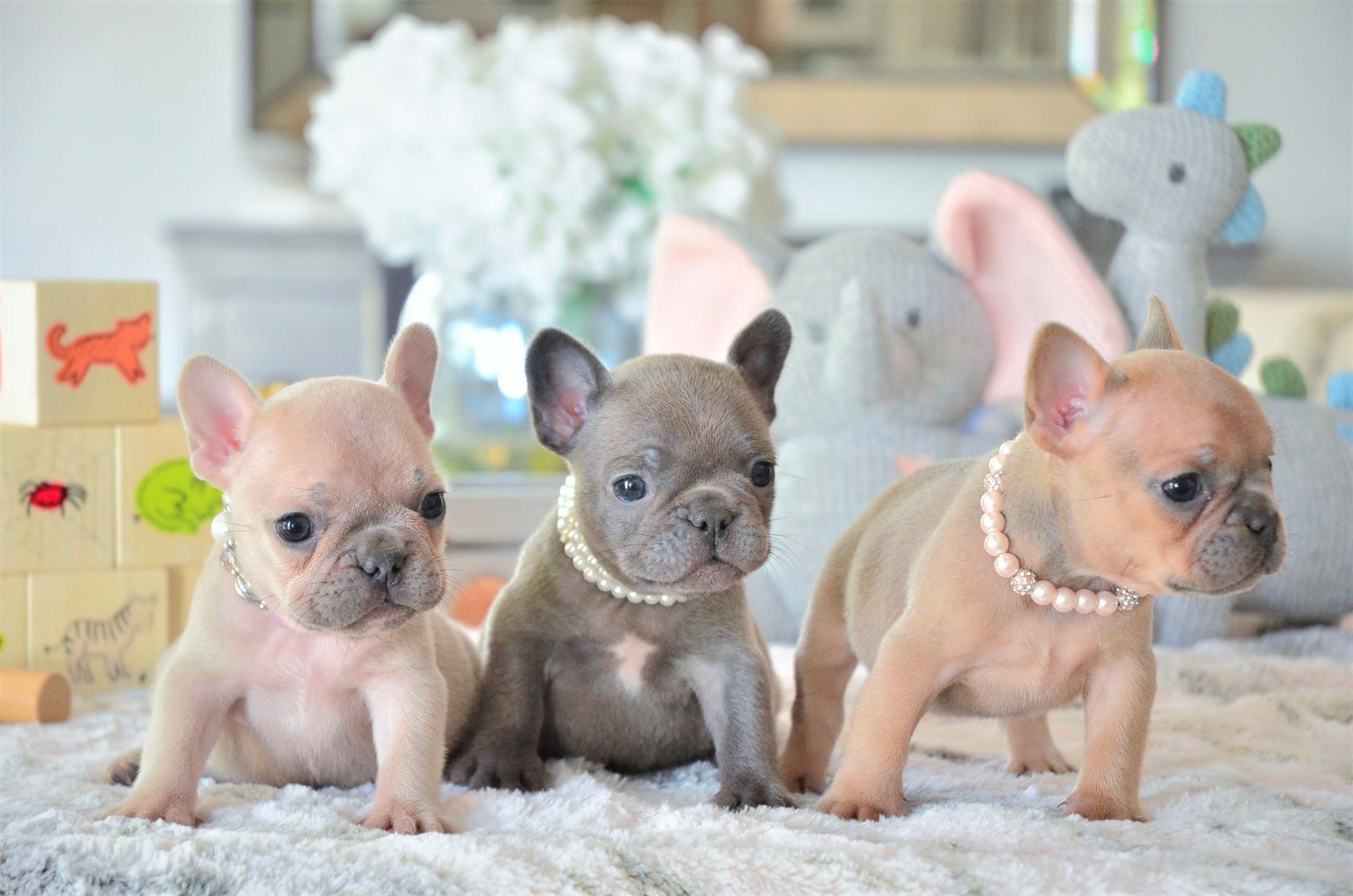 I. Introduction to French Bulldogs