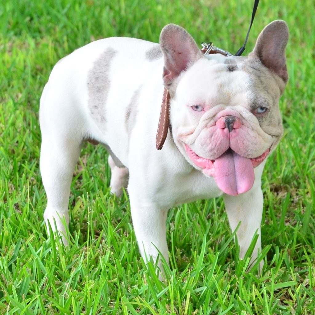 Poetic French Bulldogs' Kenny French Bulldog Puppies