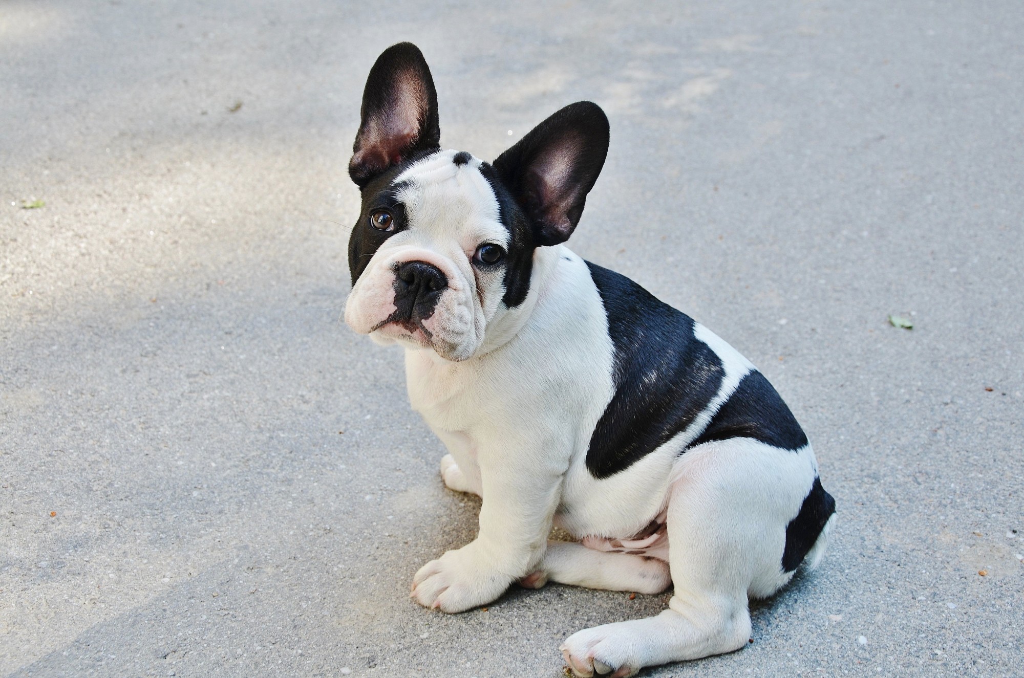 French bulldog Lentil with cleft lip helps kids be okay with facial defects