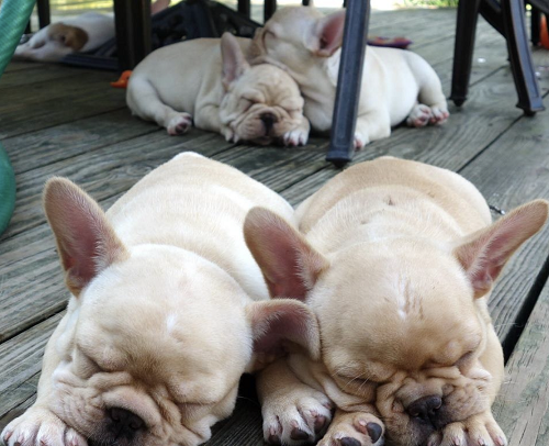 Grooming Tips For French Bulldog Puppies