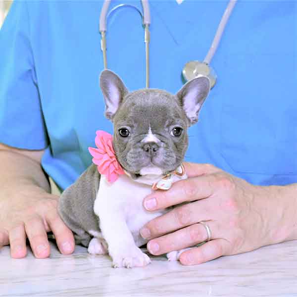 French Bulldog Puppies For Sale in Florida