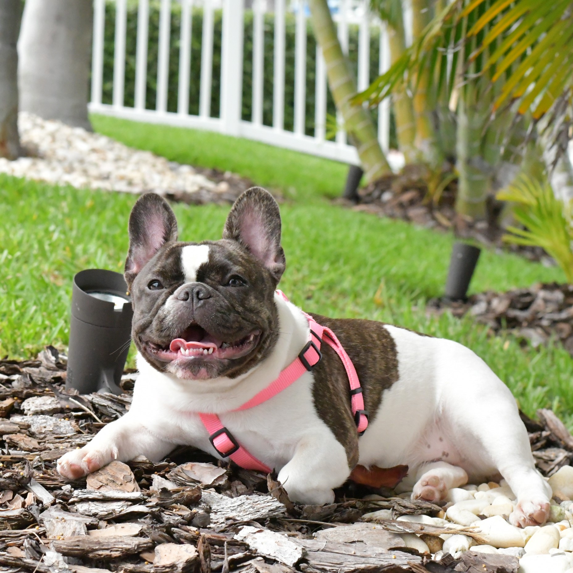 What Is The Best Pet Insurance For French Bulldogs