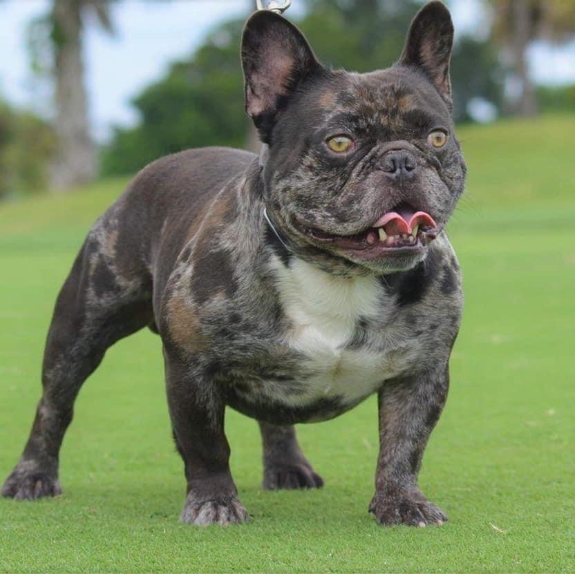 Charlie French Bulldog Puppy For Sale Florida
