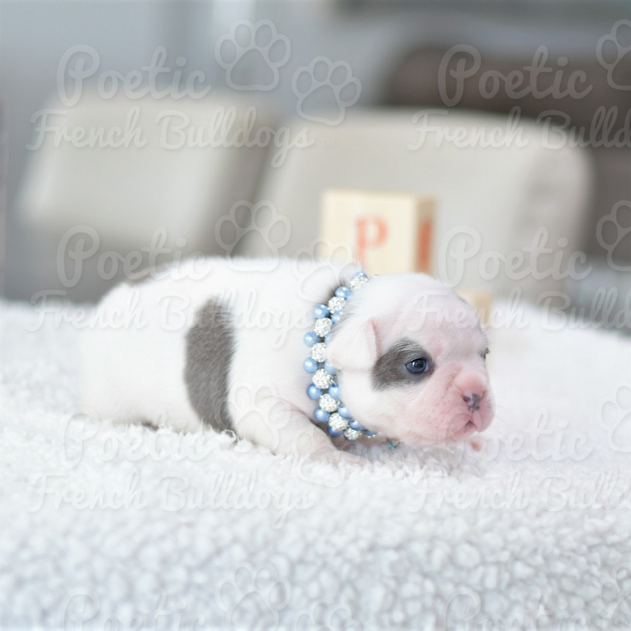 Gordo French Bulldog Puppy For Sale Florida