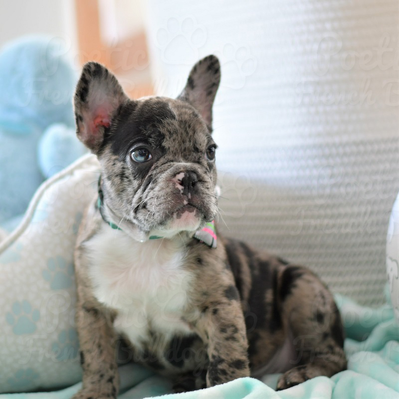 Charlie French Bulldog Puppy For Sale Florida