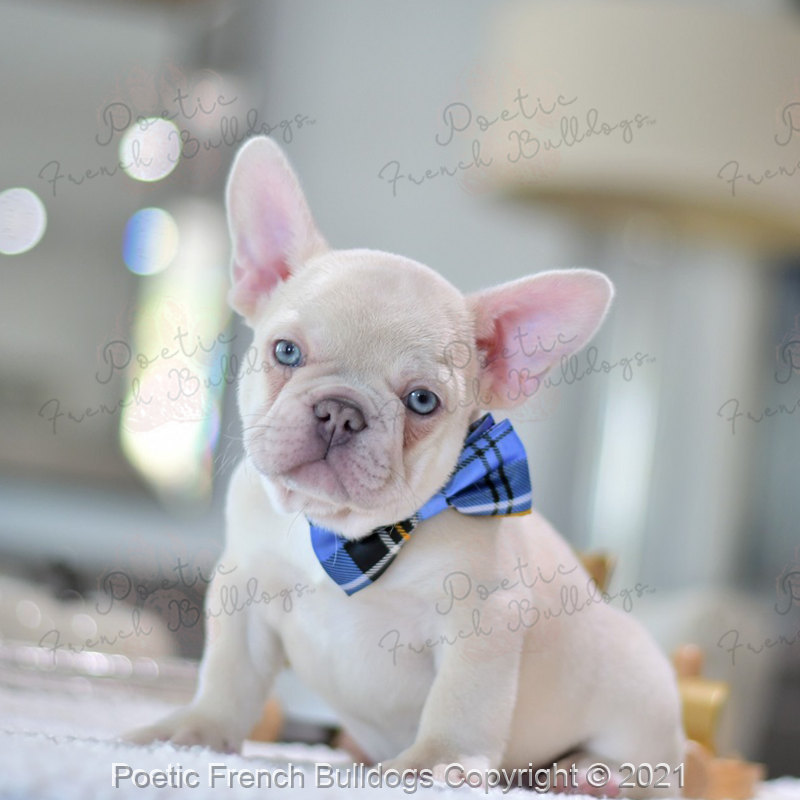 French Bulldog Puppies Breeder Poetic French Bulldogs