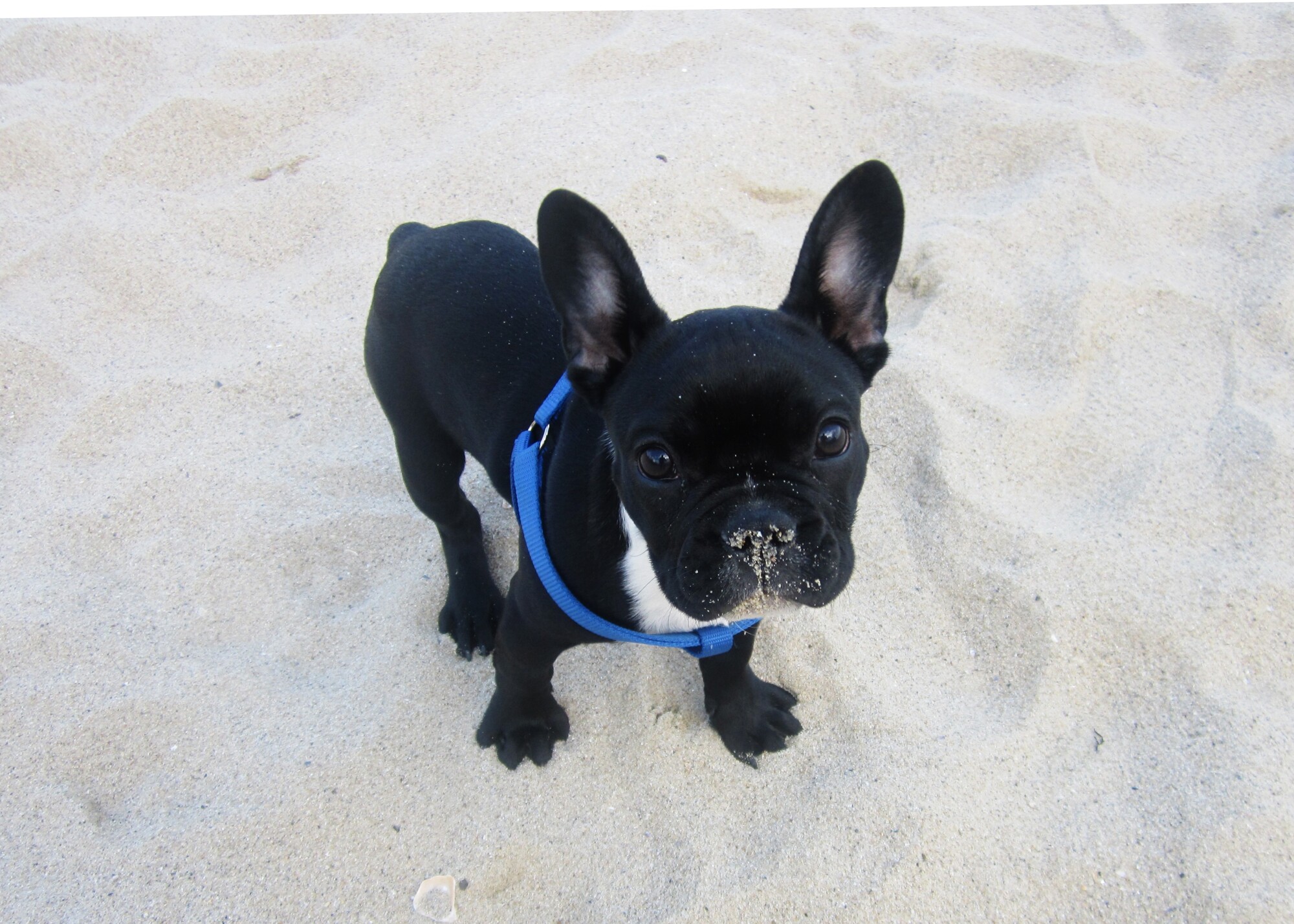 french bulldog puppies for sale fl