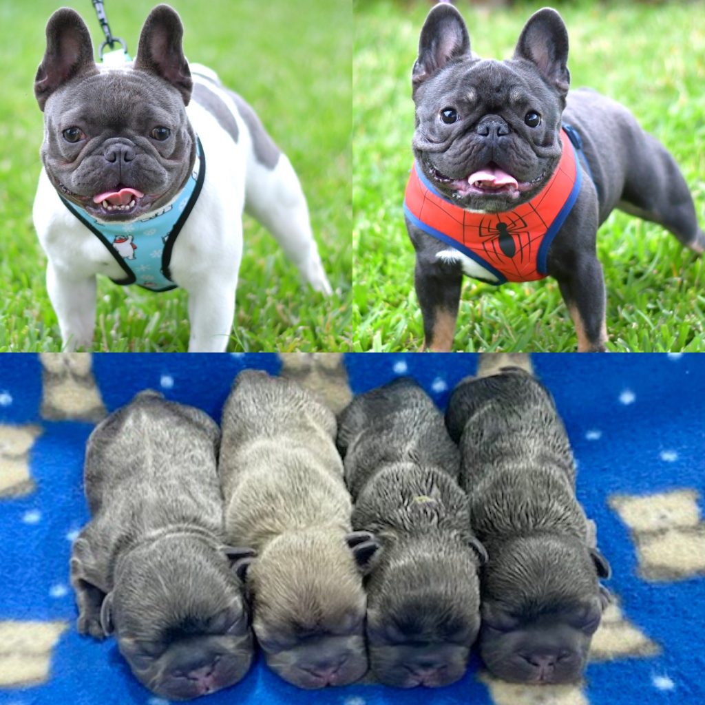 Available French Bulldog Puppies for sale