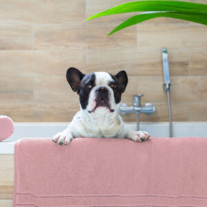 French bulldog getting a bath in Tampa, Florida