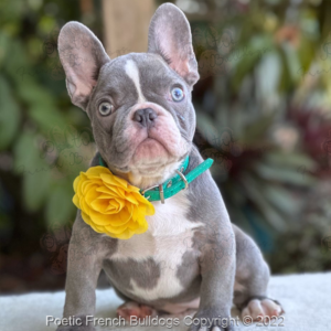 Tampa French Bulldogs Skye - Poetic French Bulldog for Sale in Tampa Florida