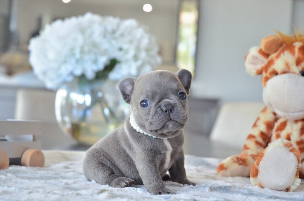 French Bulldog For Sale Chicago