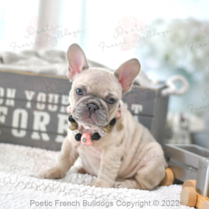 Tulip-044-poetic-french-bulldogs-puppy-for-sale-chicago